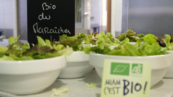 Ramequins de salade bio en restauration collective