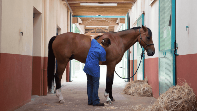 Visite vétérinaires cheval