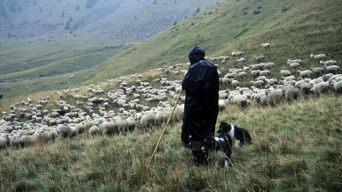 Un berger avec son troupeau de moutons dans les alpages